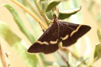 Pyrausta cingulata