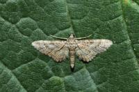 Gymnoscelis rufifasciata