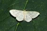 Idaea biselata