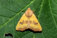 Atethmia centrago