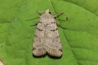 Eugnorisma depuncta
