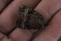 Amphipyra pyramidea