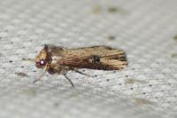 Axylia putris