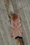 Cerastis rubricosa