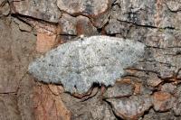 Yezognophos dilucidaria