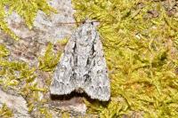 Acronicta auricoma