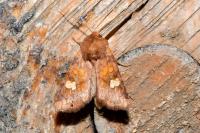 Amphipoea oculea
