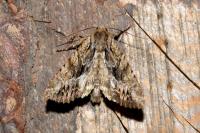 Apamea monoglypha monoglypha