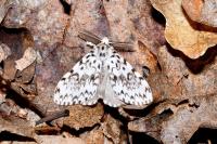 Lymantria monacha