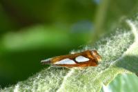 Catoptria pinella
