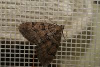 Thera cognata