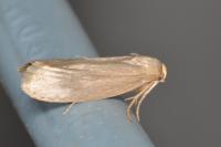 Achroia grisella