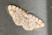 Aethalura punctulata