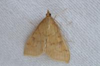 Ostrinia nubilalis