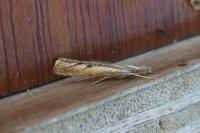 Agriphila geniculea