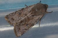 Orthosia incerta