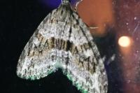 Trichopteryx polycommata
