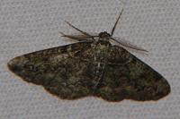 Cleorodes lichenaria