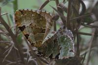 Colostygia pectinataria