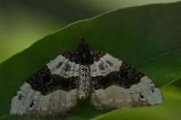 Cosmorhoe ocellata