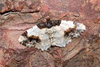 Ligdia adustata