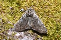 Achlya flavicornis