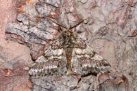 Lycia hirtaria