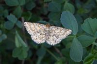 Heliomata glarearia