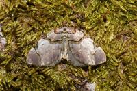 Anticlea derivata