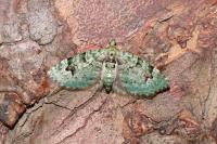 Chloroclystis v-ata