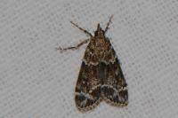 Eudonia mercurella