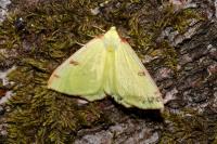 Opisthograptis luteolata