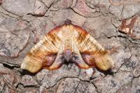 Plagodis dolabraria
