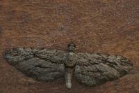 Eupithecia phoeniceata