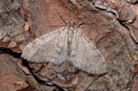 Trichopteryx carpinata