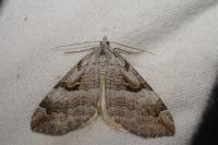 Aplocera praeformata