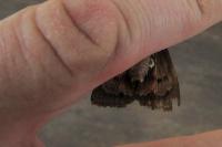 Amphipyra pyramidea