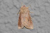 Orthosia incerta