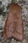 Orthosia cerasi