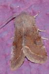 Orthosia incerta