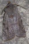 Orthosia incerta