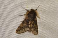 Apocheima hispidaria