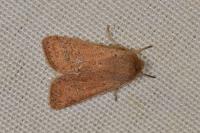 Orthosia cruda