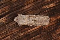 Lithophane ornitopus