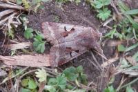 Orthosia gothica