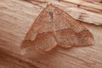 Phigaliohybernia marginaria