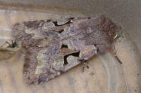 Orthosia gothica