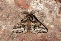 Lycia hirtaria
