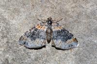 Xanthorhoe ferrugata