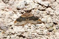 Xanthorhoe ferrugata